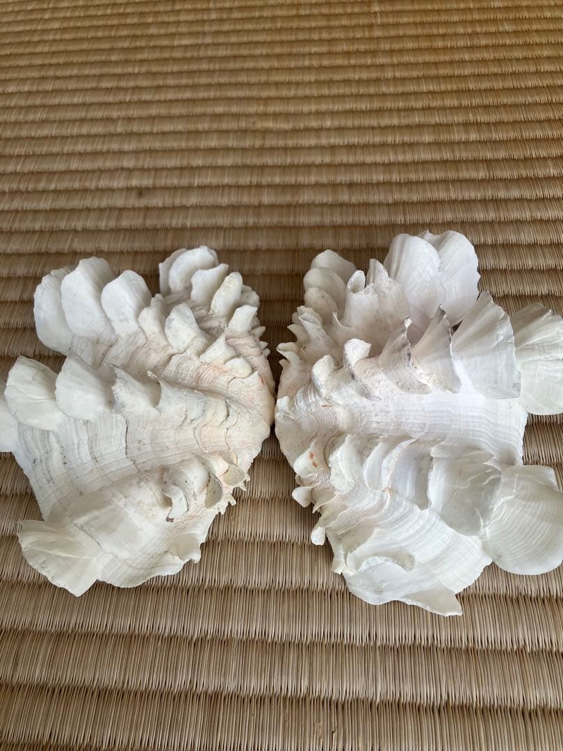 ホラ貝　法螺貝　スイジ貝　トウカムリ貝　 まとめ売り　魔除け　厄除け　お守り