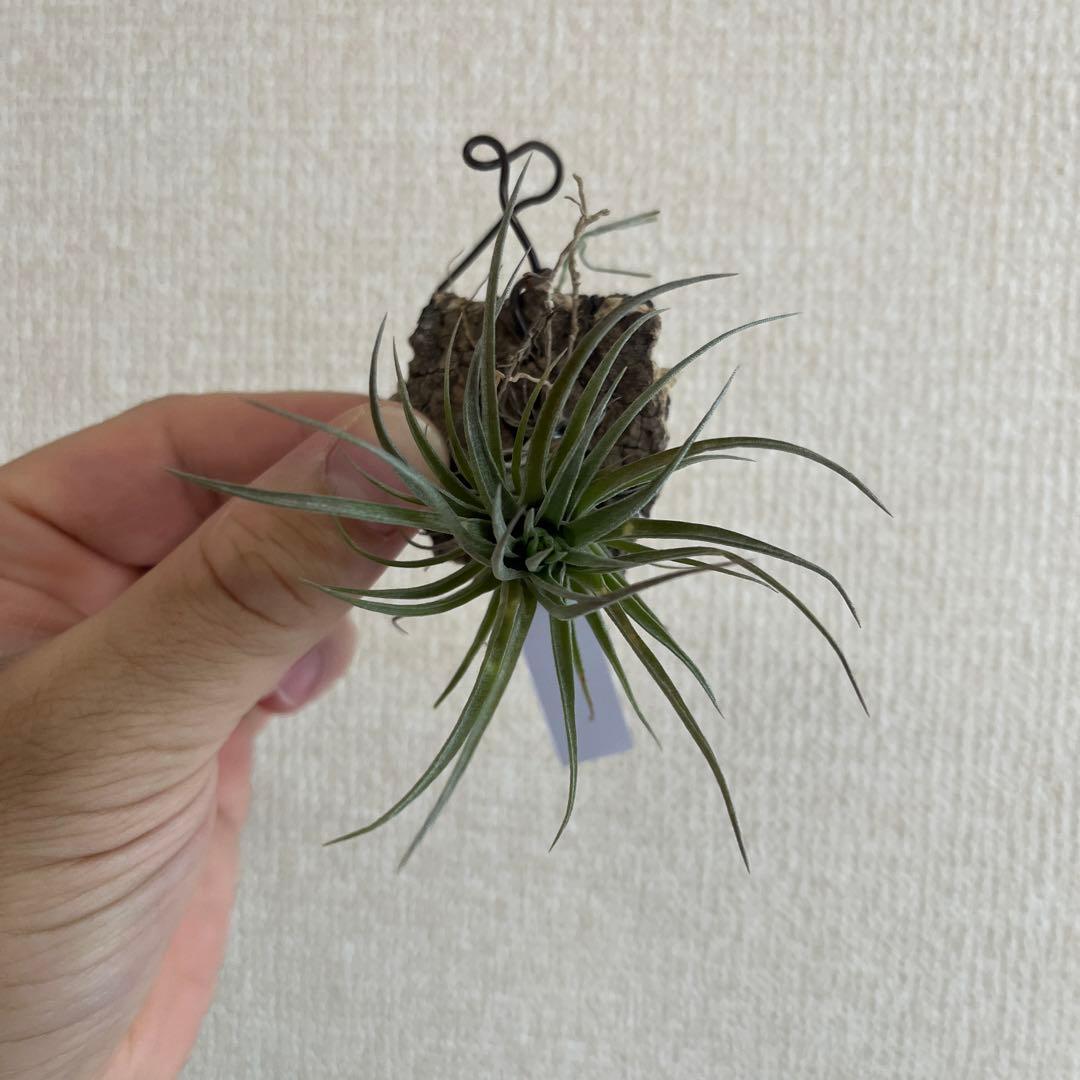 チランジア　ネグレクタルブラ　× ロゼイフローラ　交配種