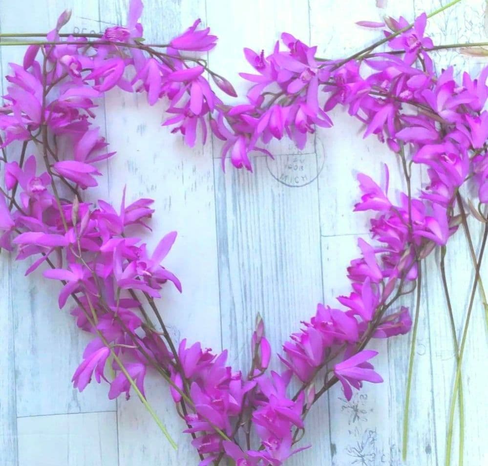 シラン　紫蘭　紫花　球根　梱包含み５０g程