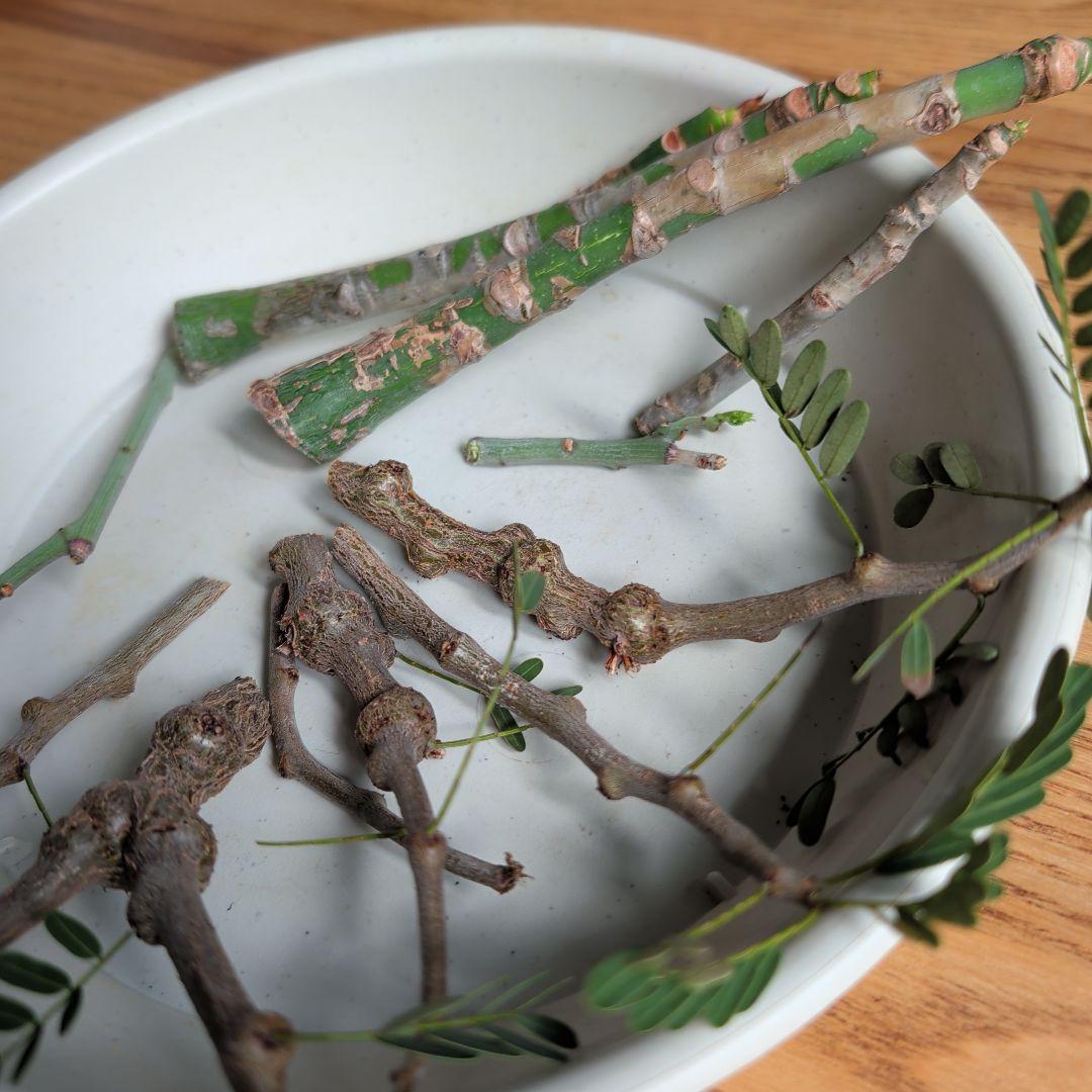 豪華12本セット プセウドボンバックス センナメリディオナリス アデニアグラウカ