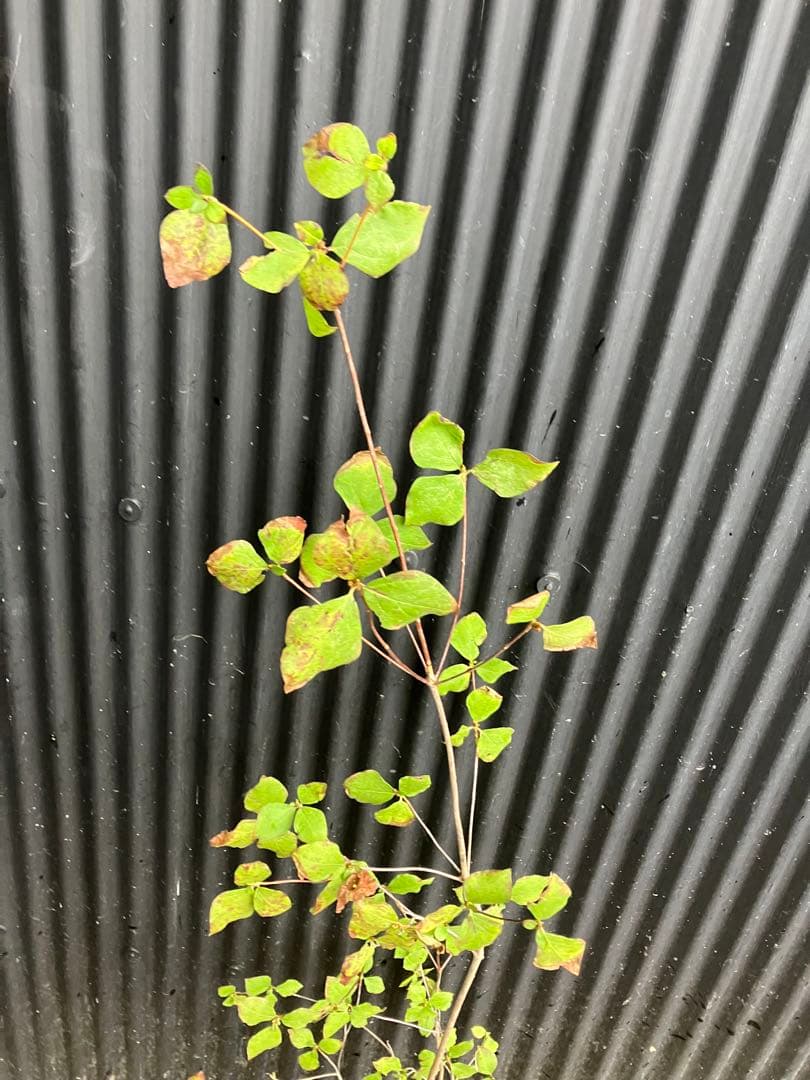 山採り　ミツバツツジ　2