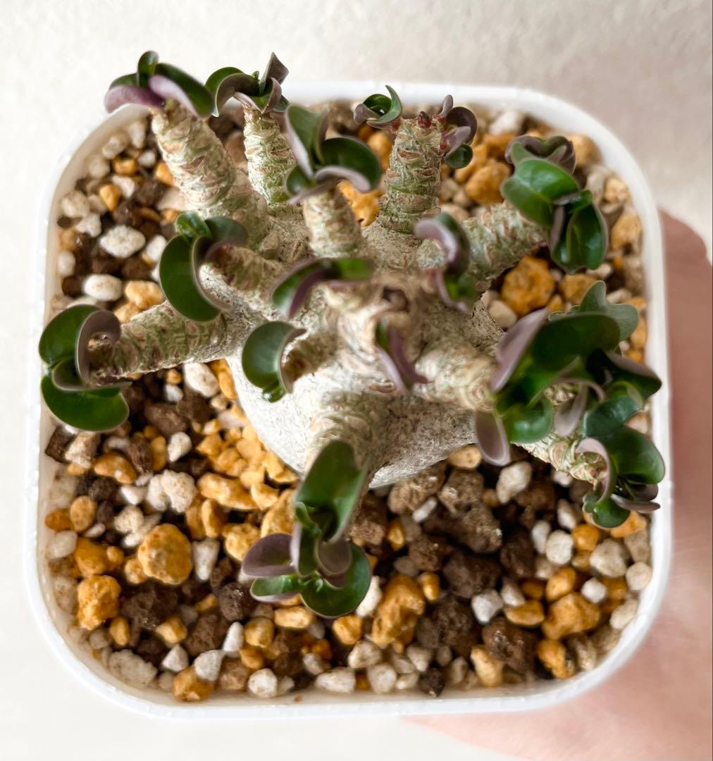 【獅子葉/アデニウム】ドーセットホーン アデニウム 鉢植えA-2