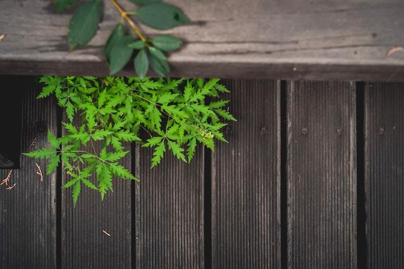 80　希少【RED P】 沈胴式 インダスター22　L39アダプター付