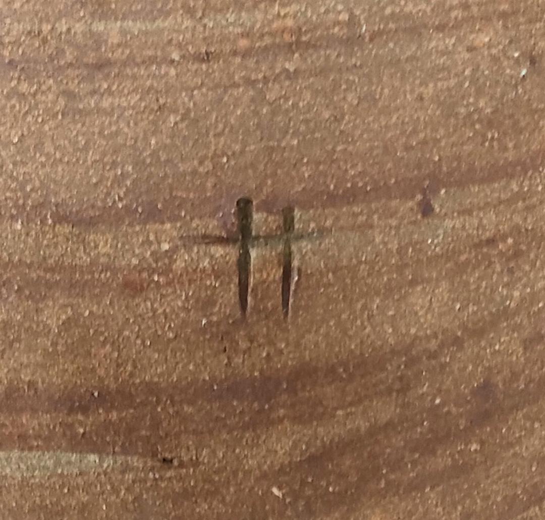 甕 素焼き スズメ蜂の巣模様 エリー242