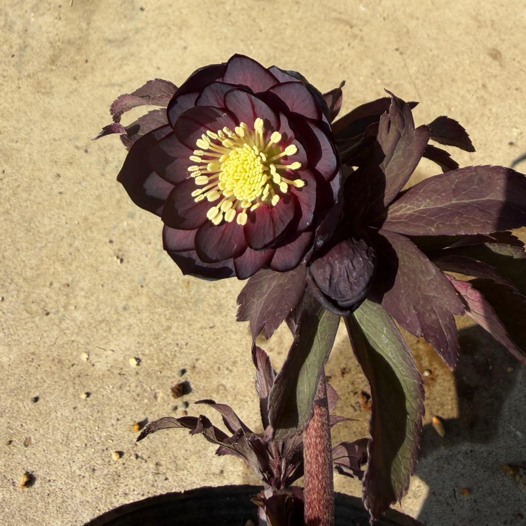 157 クリスマスローズ　開花株