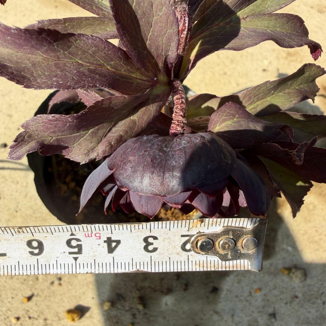 157 クリスマスローズ　開花株