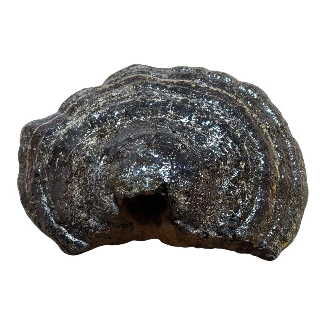 特大　サルノコシカケ　猿の腰掛け