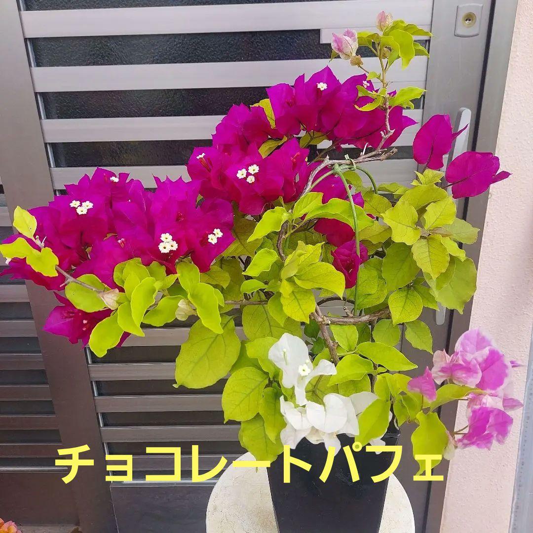 ブーゲンビリア2色植え　No170