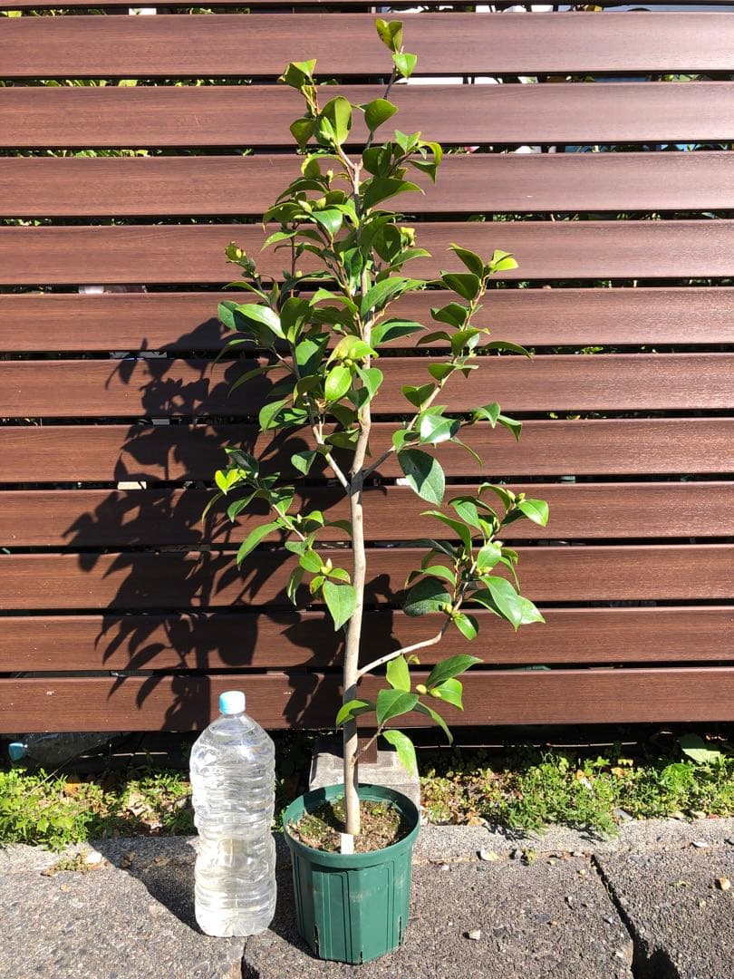 シル・ミッチェル　椿　鉢底約110cm