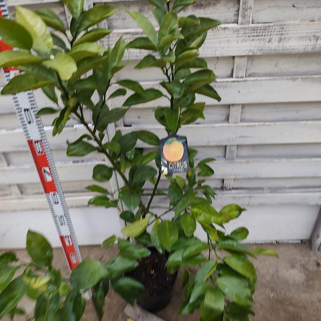 河内晩柑 美生柑 3年生 苗木 21cm 7号 ポリポット入り