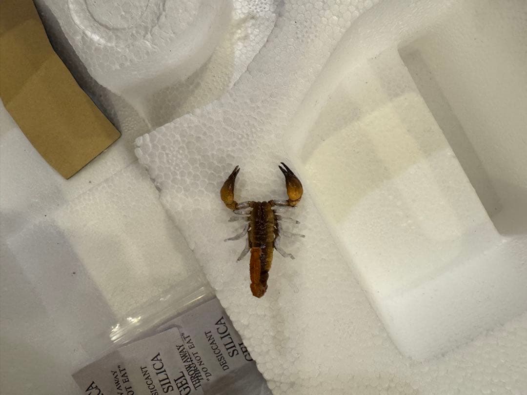 ❗️定価30万超　超格安出品　毎日値下げ❗️プライム1スタジオ　プレデター　通常盤