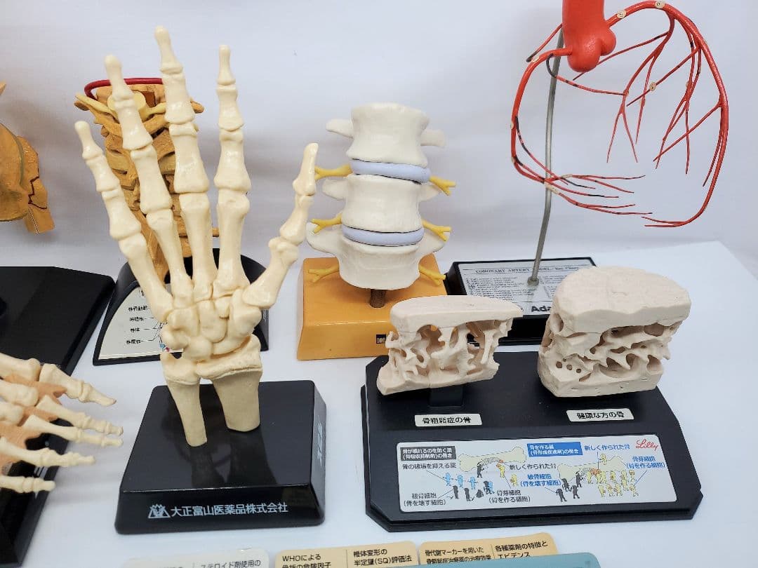 人体模型 セット 手　足　腰椎　脊髄　冠状動脈模型　骨　大正富山 旭化成ファーマ