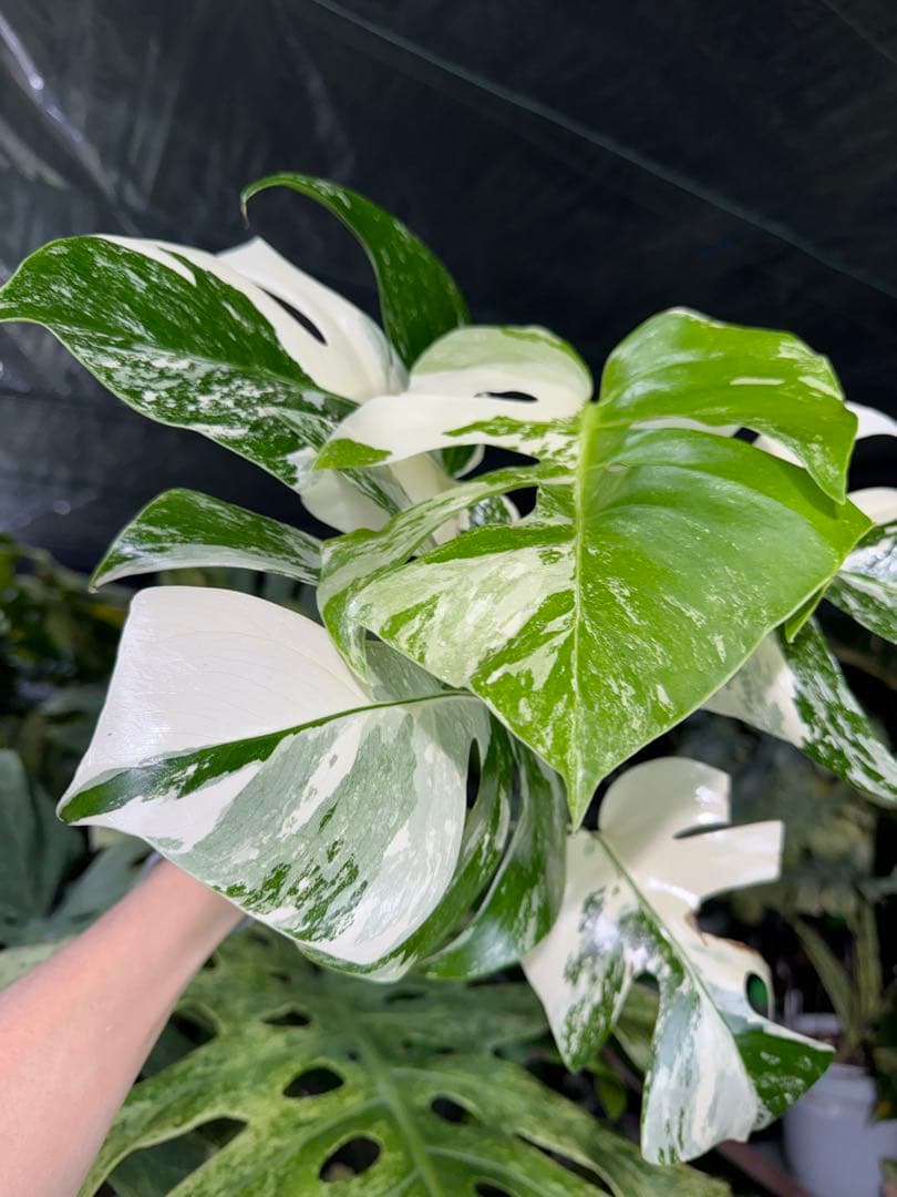 J2 モンステラ　ボルギシアナ　アルボ　ホワイトタイガー白斑　健康カット苗
