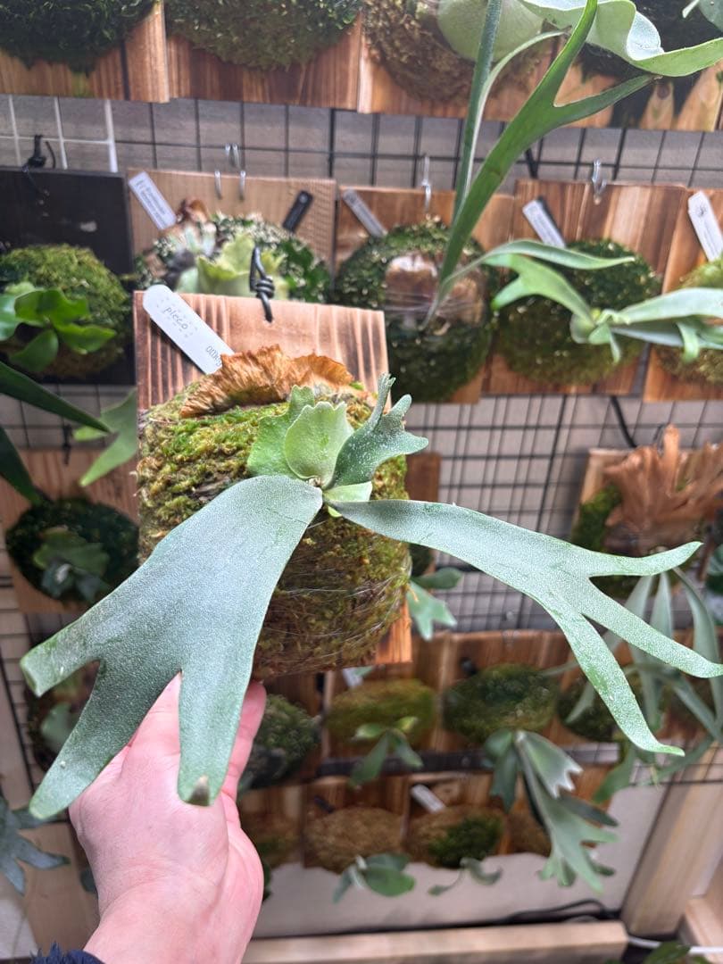 B*y様 P.OMEGA Spore