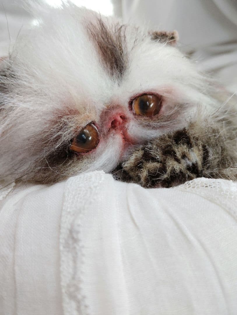 生後１か月♡可愛い毛の子猫ちゃん♡アートドール♡ぬいぐるみ♡