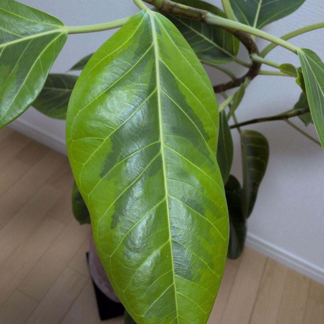 人気の観葉植物/フィカス ・アルデシマ８号鉢現品をお届け！