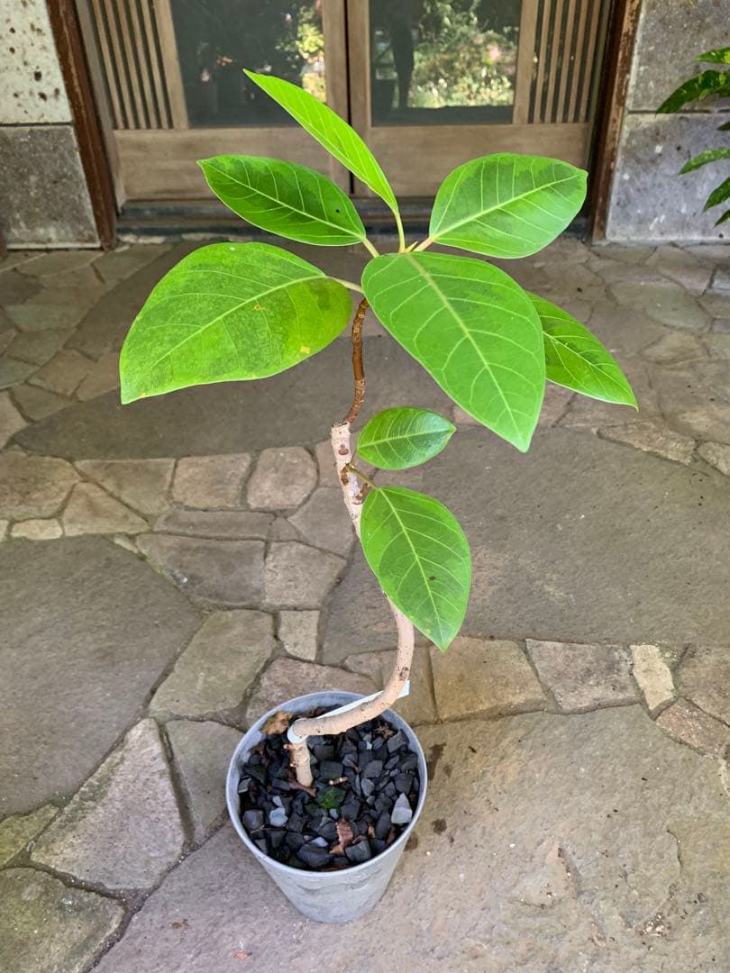 フィカス アルテシマ 曲がり ゴムの木 鉢ごと発送