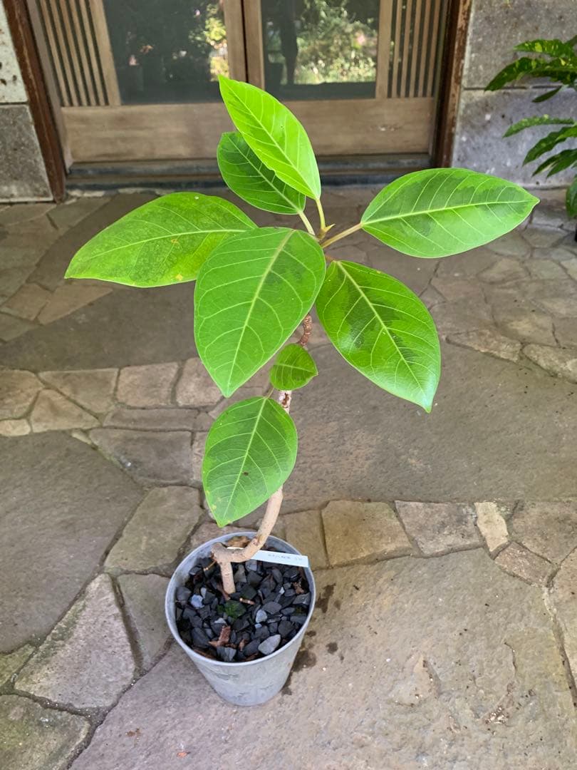 フィカス アルテシマ 曲がり ゴムの木 鉢ごと発送