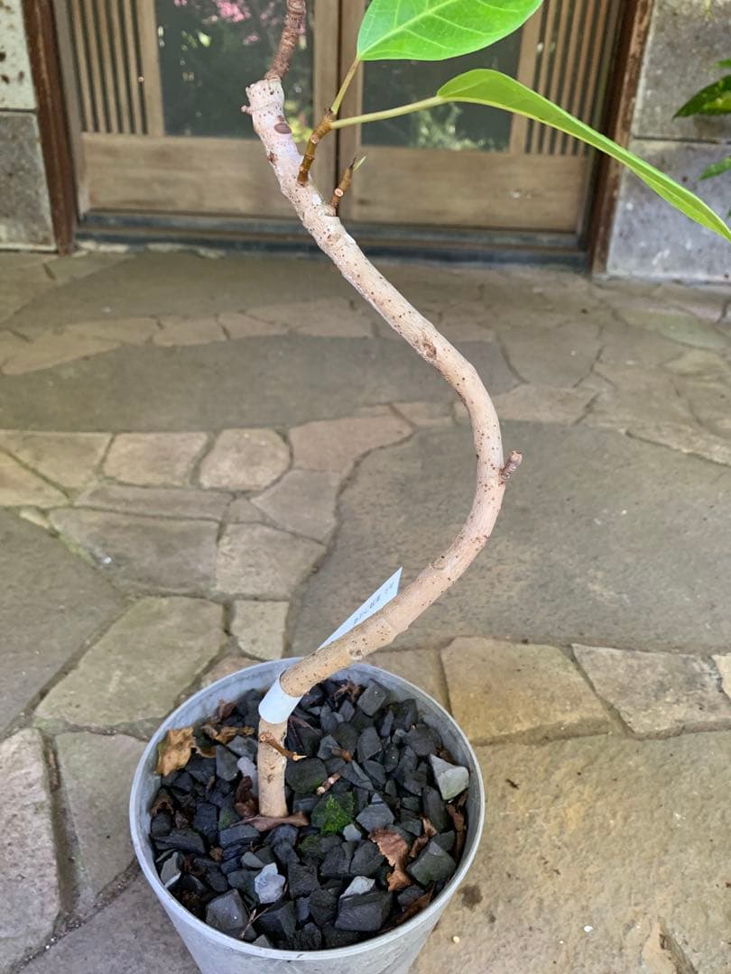 フィカス アルテシマ 曲がり ゴムの木 鉢ごと発送