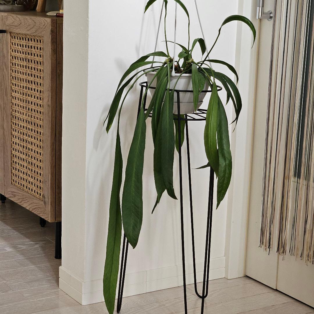 アンスリウム　ビッタリフォリウム　6号吊り鉢　ラベル付き