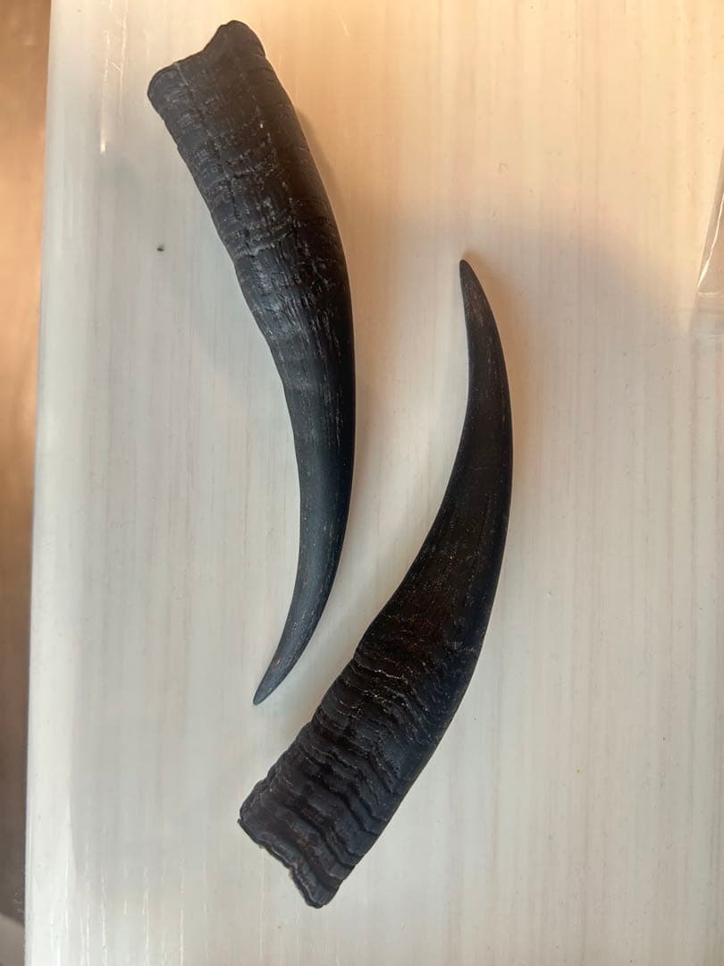 カモシカの角 2本セット