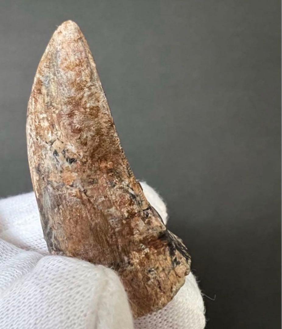 ティラノサウルス・レックスの歯化石　約45mm