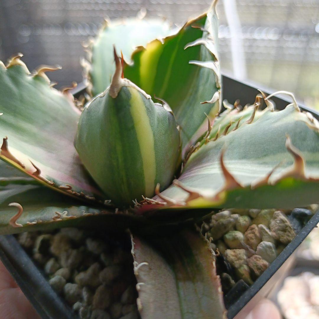 アガベ　チタノタ　白鯨　白鯨錦　縞斑　⑤