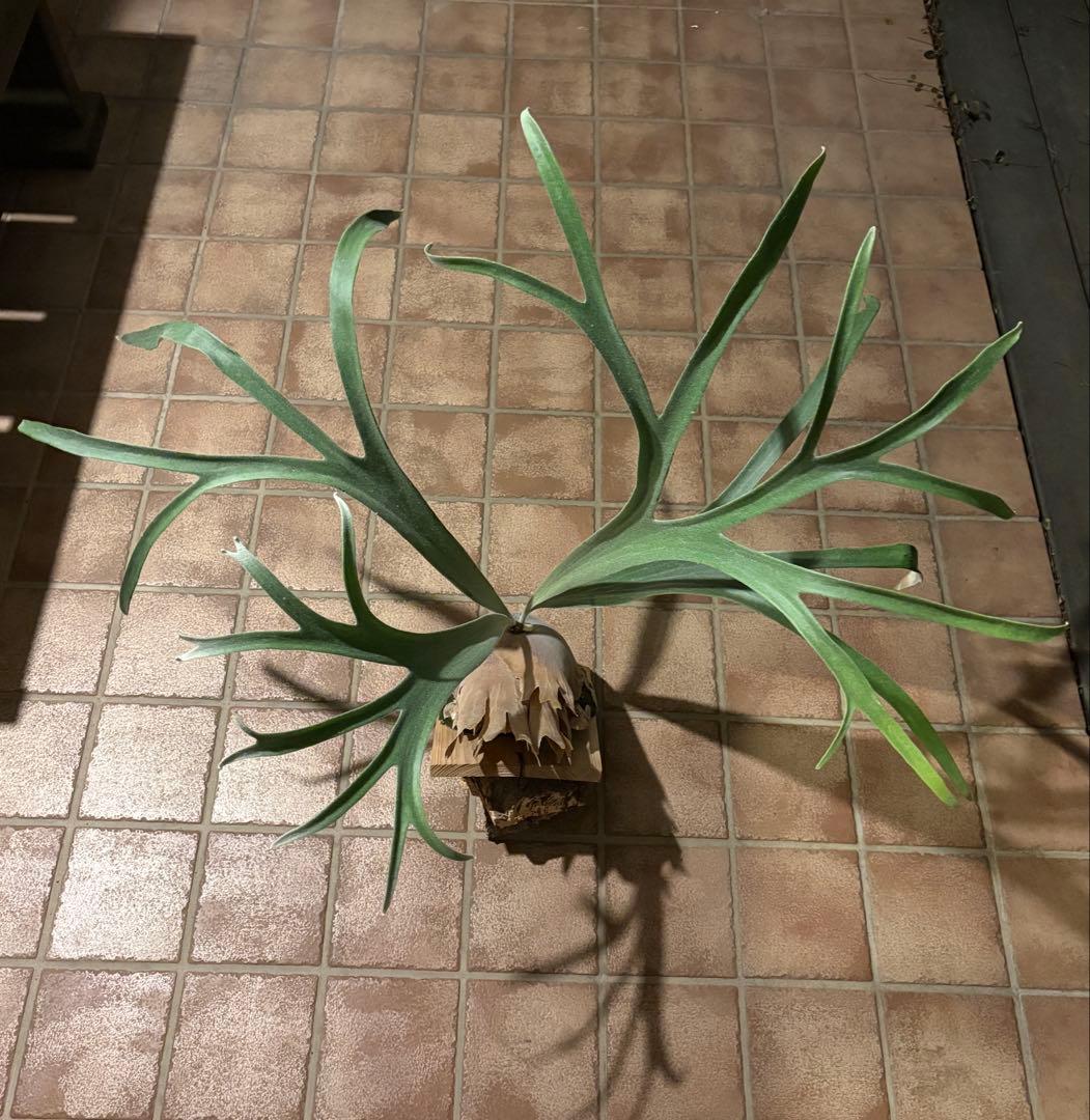 ビカクシダ　モンキーノース　P. Monkey North